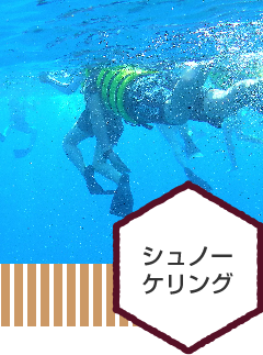 アクティビティ-シュノーケリング